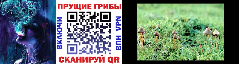 Псилоцибиновые грибы GOLDEN TEACHER  купить наркоту  hydra ссылки  Кола 